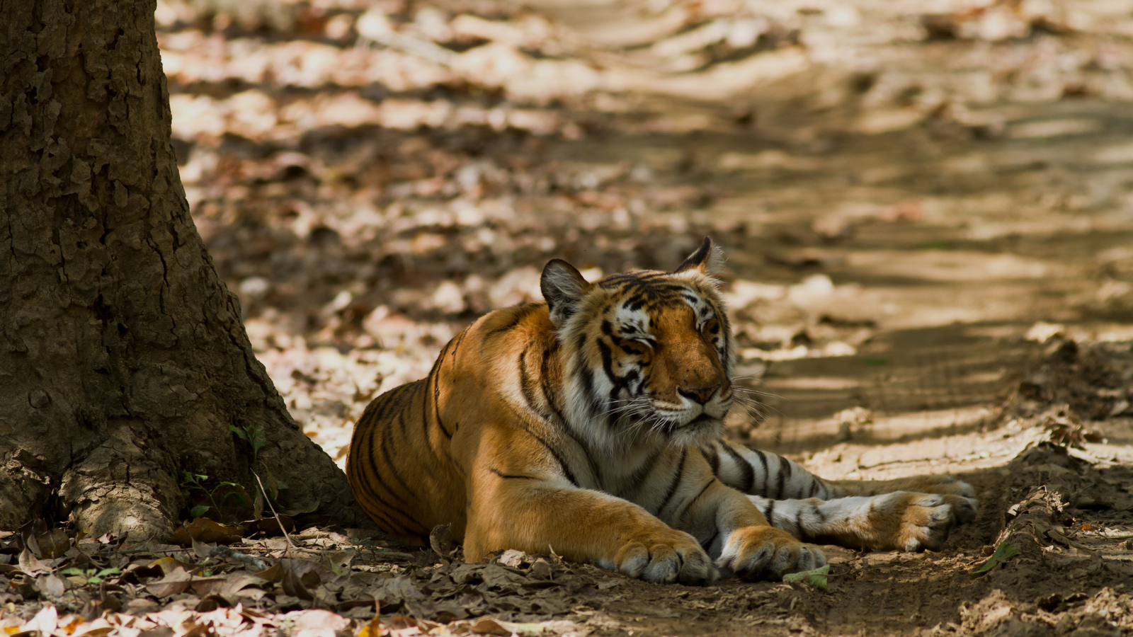 Jim-Corbett