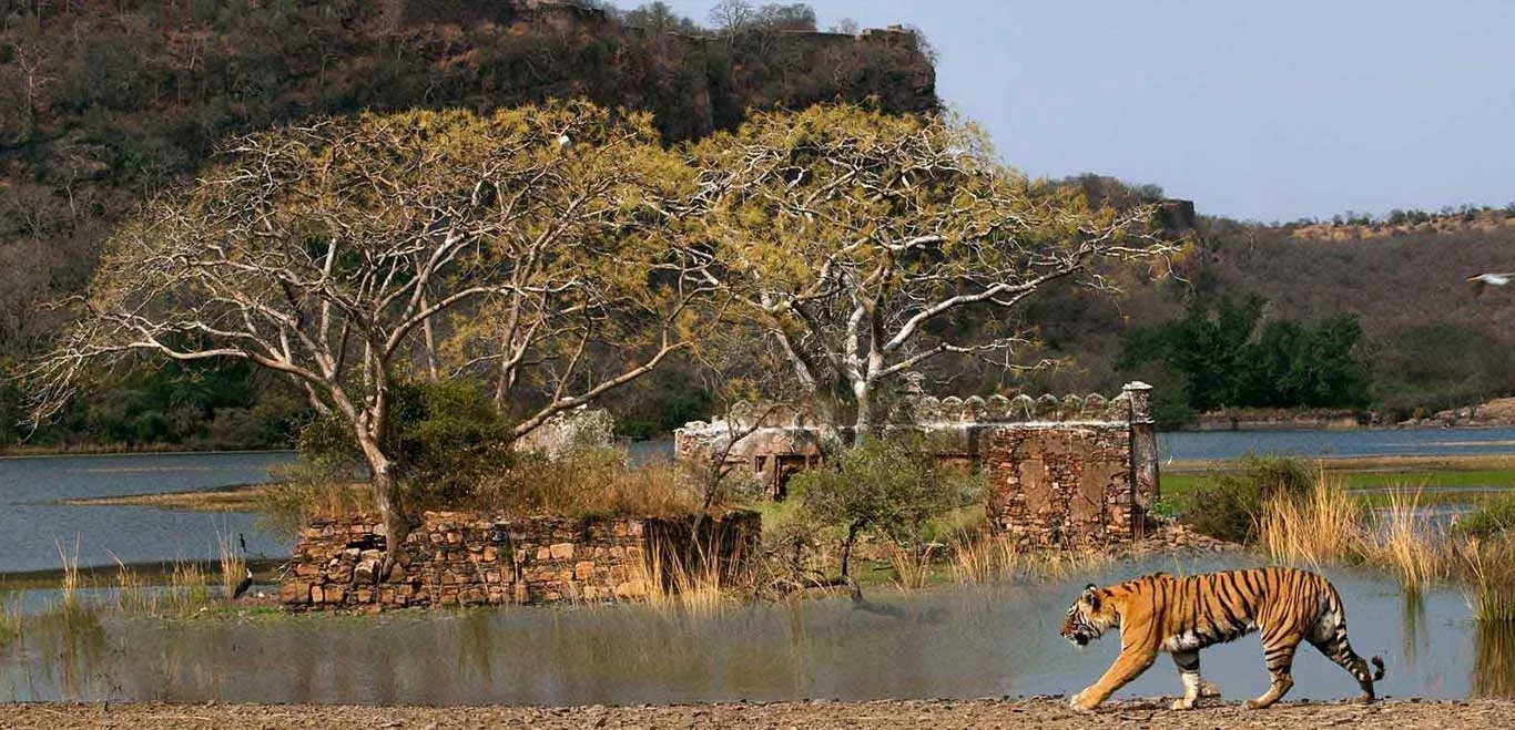 Ranthambore_National_Park_47482ac498